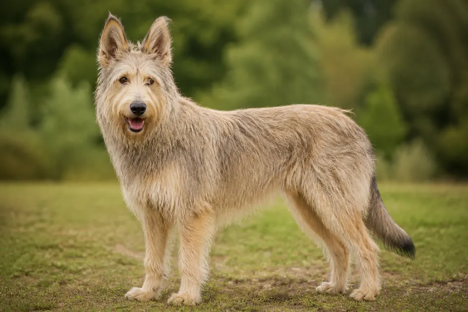 皮卡迪牧羊犬 · 正面
