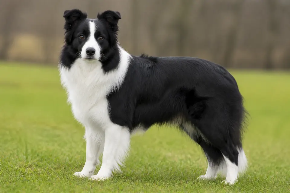 边境牧羊犬 · 正面