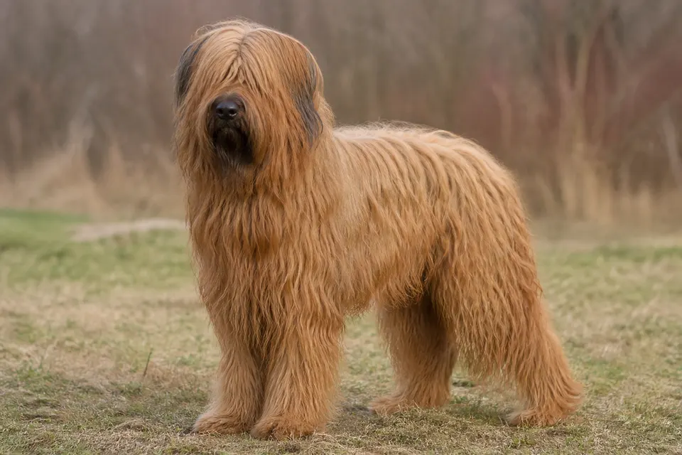 布雷犬 · 正面