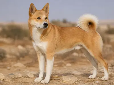 迦南犬