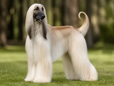 阿富汗猎犬