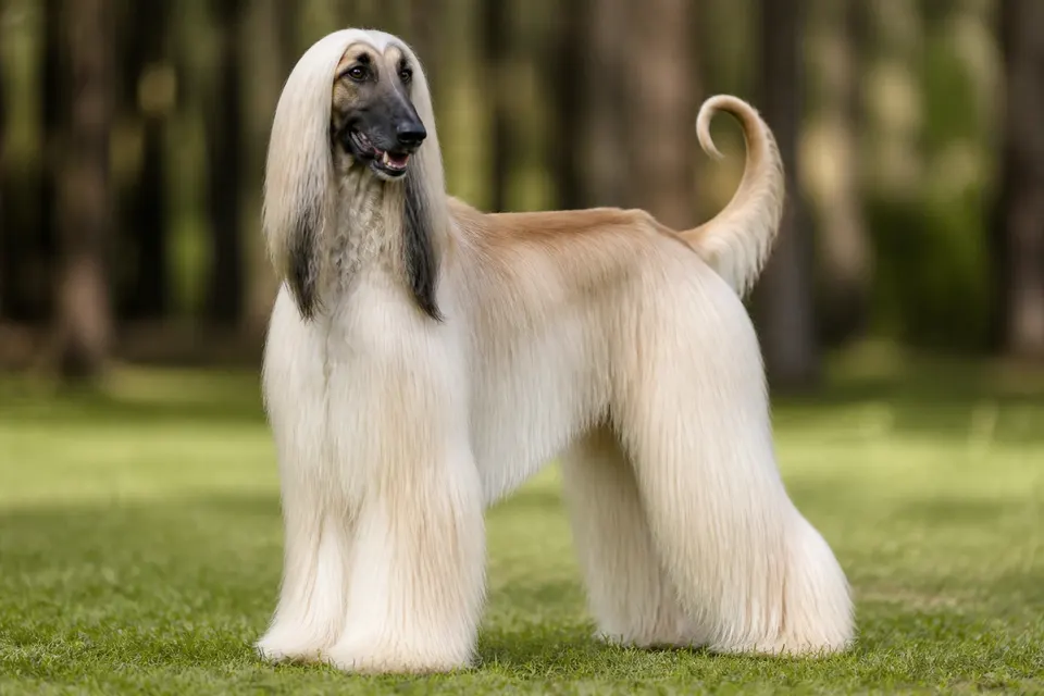 阿富汗猎犬 · 正面