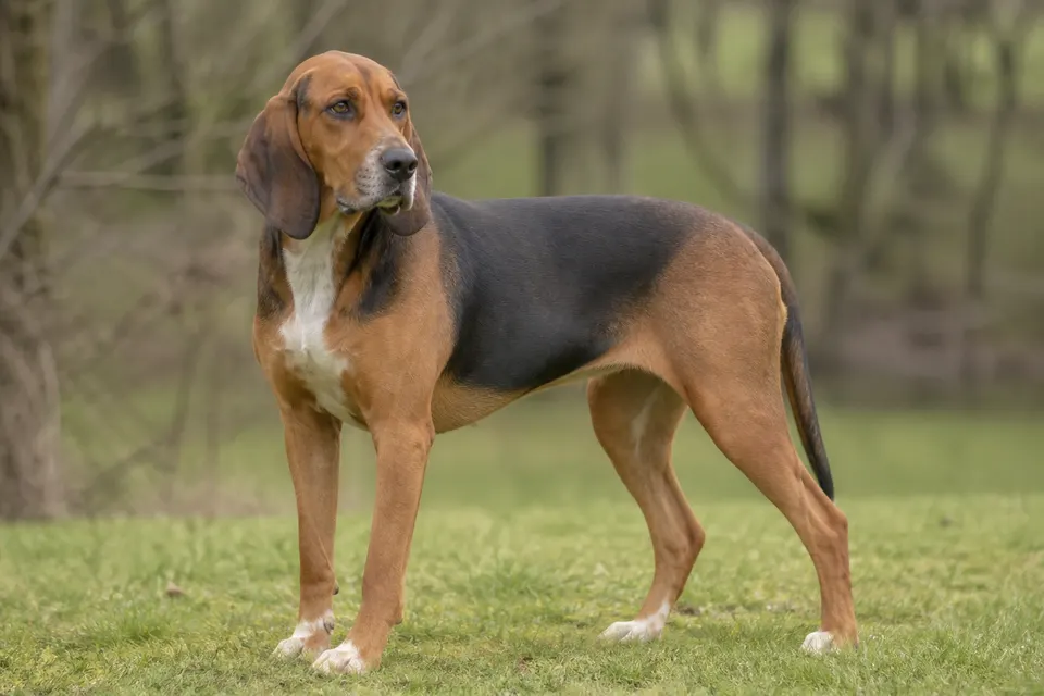 Artois Hound犬 · 正面