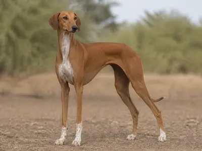 阿扎瓦克犬