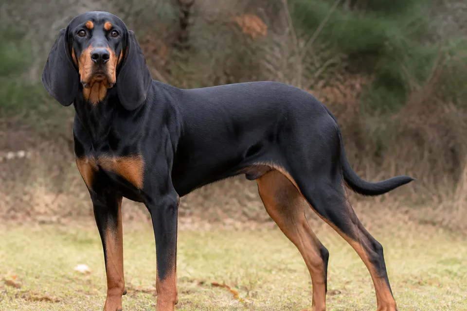 黑褐猎浣熊犬 · 正面