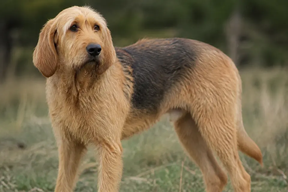 Bosnian Broken-Haired Hound - Called Barak犬 · 正面