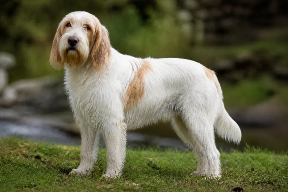 Briquet Griffon Vendeen犬 · 正面