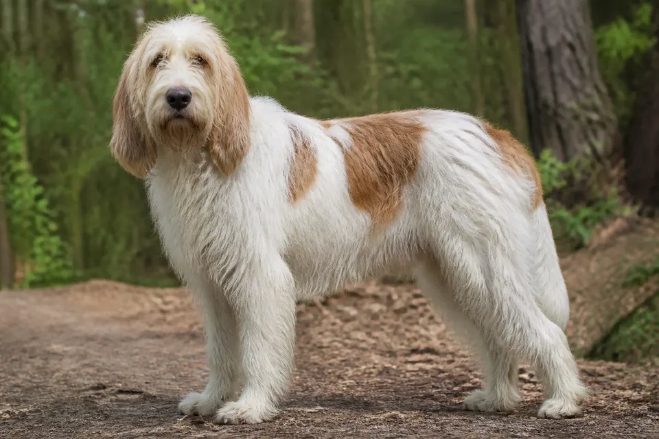 Grand Griffon Vendeen犬 · 正面