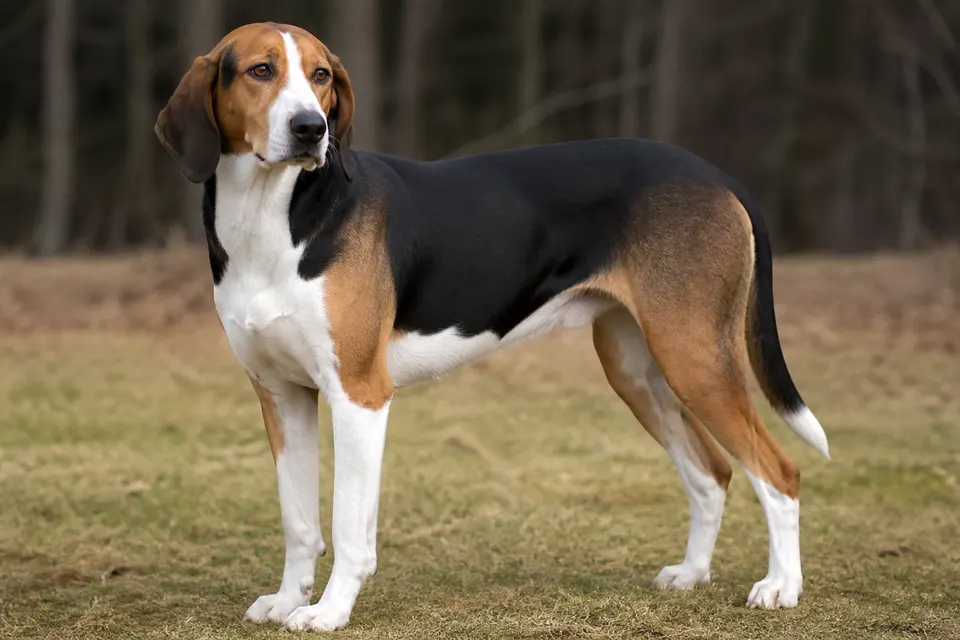 Halden Hound犬 · 正面