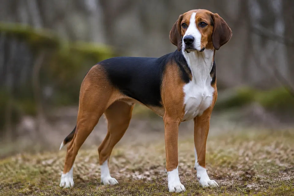 Hamiltonstövare犬 · 正面