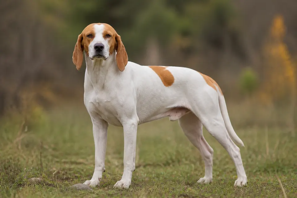 Istrian Short-Haired Hound犬 · 正面