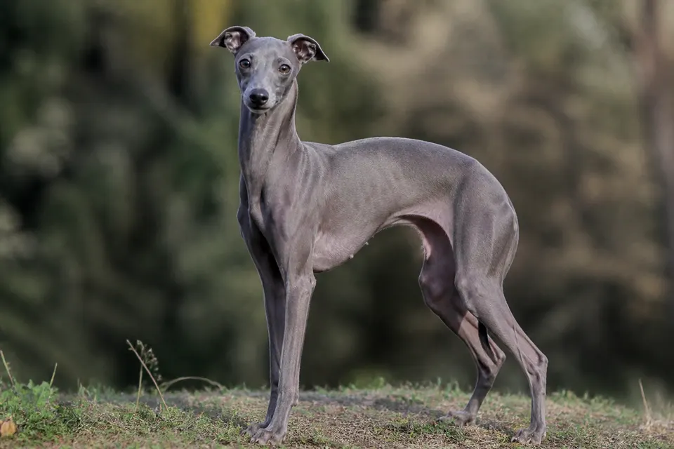 Italian Sighthound犬 · 正面