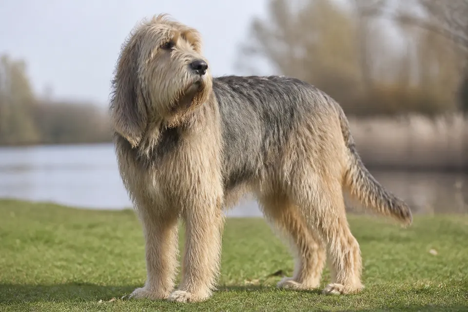 猎水獭犬 · 正面