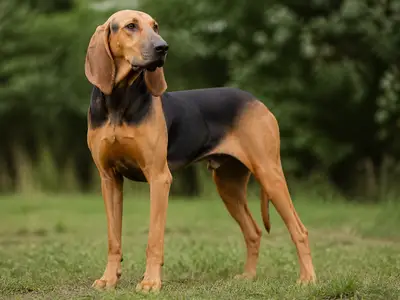 Sabueso Fino Colombiano犬