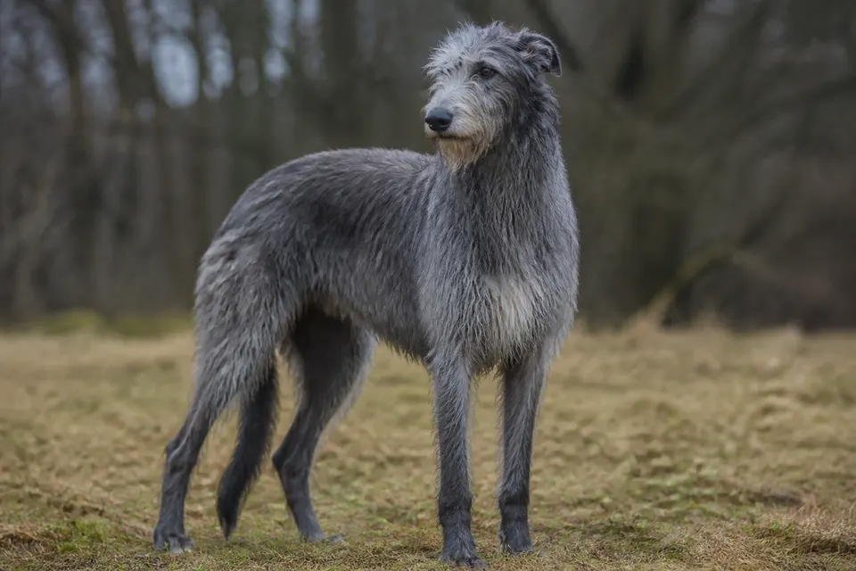 苏格兰猎鹿犬 · 正面