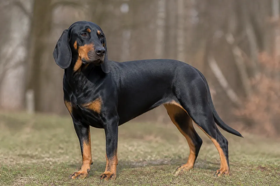 Slovakian Hound犬 · 正面