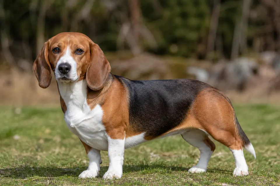 Small Swiss Hound犬 · 正面