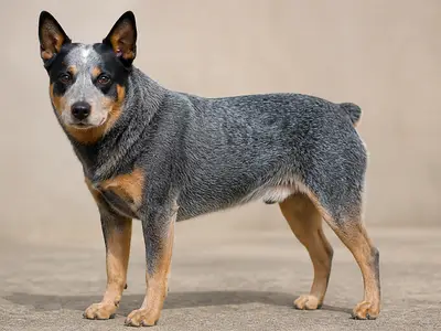 Australian Stumpy Tail Cattle Dog犬