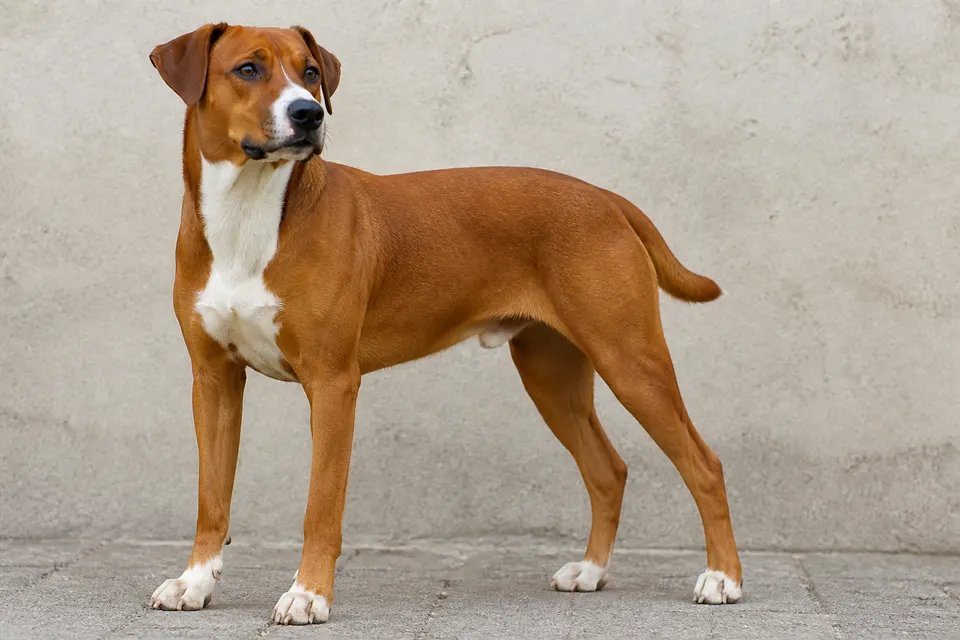 Austrian  Pinscher犬 · 正面