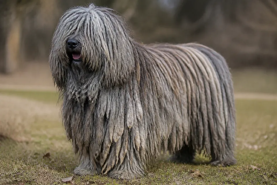 Bergamasco Shepherd Dog犬 · 正面