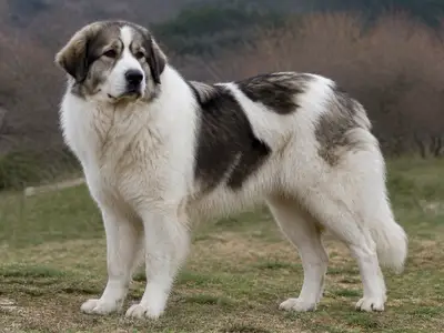 Bosnian and Herzegovinian - Croatian Shepherd Dog犬
