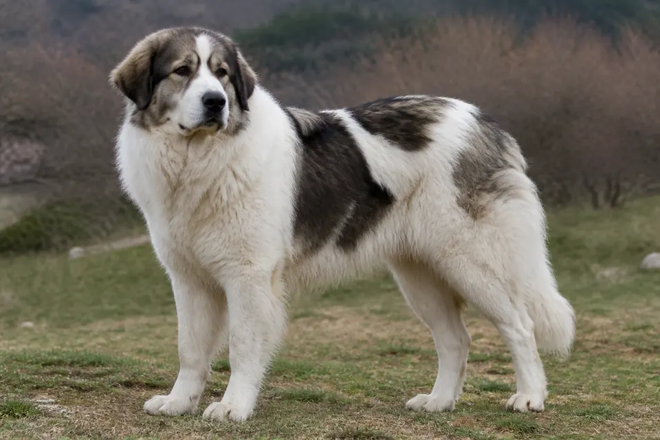 Bosnian and Herzegovinian - Croatian Shepherd Dog犬 · 正面