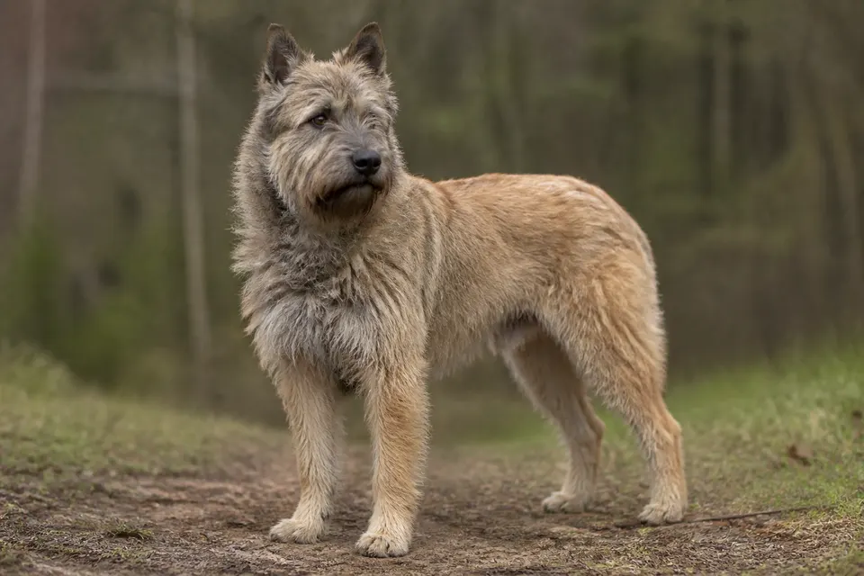 Bouvier des Ardennes犬 · 正面