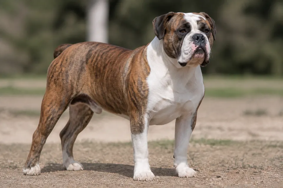 Brazilian Campeiro Bulldog犬 · 正面