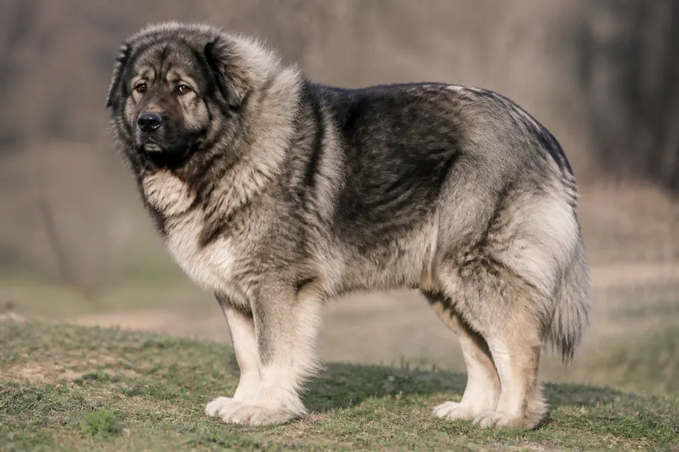 Caucasian Shepherd Dog犬 · 正面
