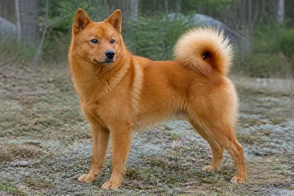 芬兰狐狸犬 · 正面