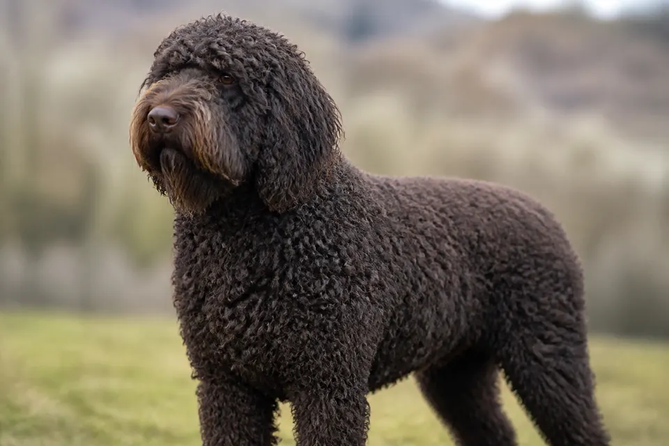 French Water Dog犬 · 正面