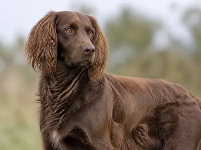 German Spaniel犬