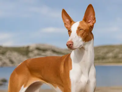 Ibizan Podenco犬
