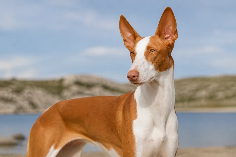 Ibizan Podenco犬 · 正面