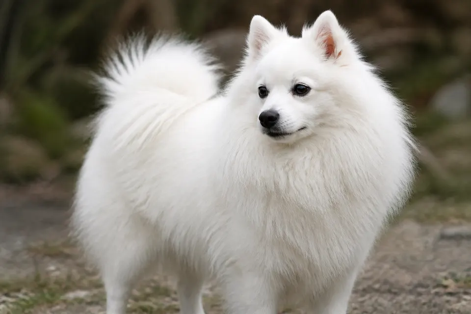 Italian Volpino犬 · 正面