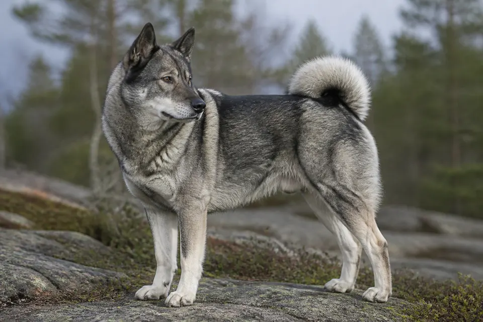 Jämthund犬 · 正面