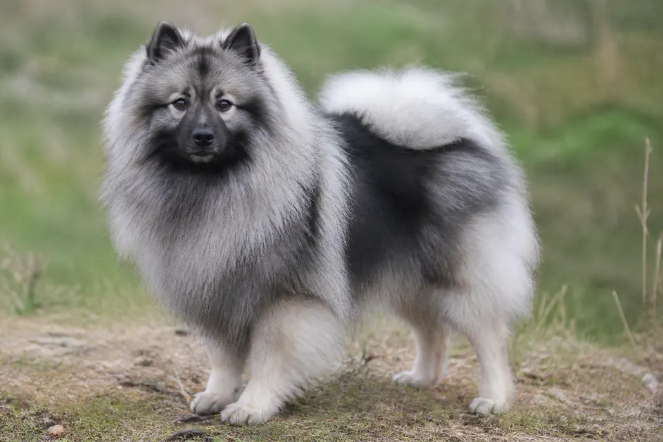 荷兰毛狮犬 · 正面