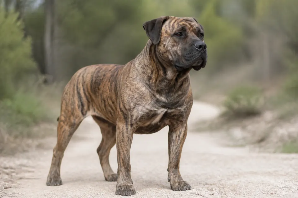 Majorca Mastiff犬 · 正面
