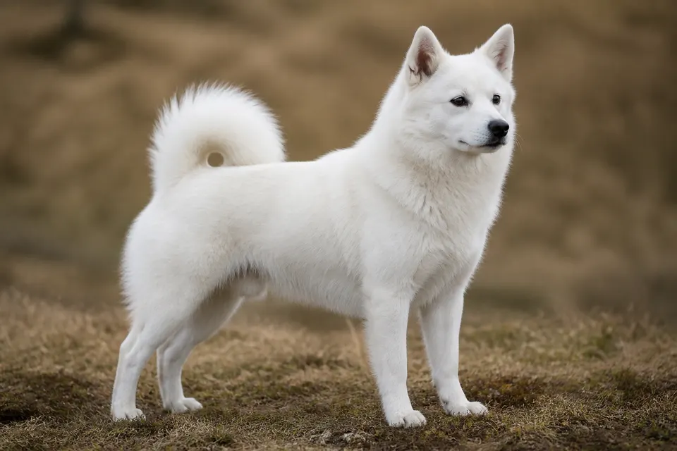 Norrbottenspitz犬 · 正面