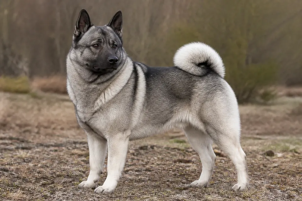 Norwegian Elkhound Grey犬 · 正面