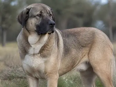 Rafeiro of Alentejo犬