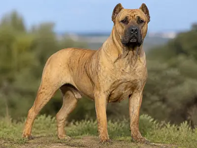 Saint Miguel Cattle Dog犬