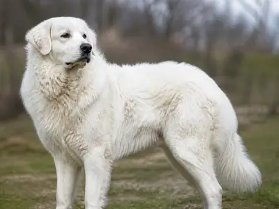 Slovakian Chuvach犬
