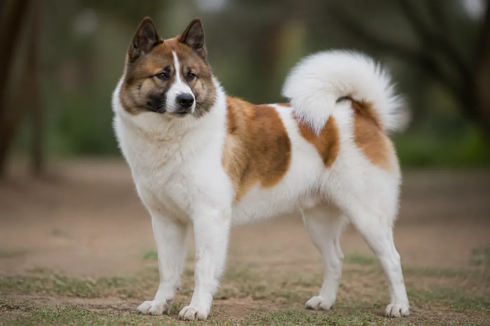 Thai Bangkaew Dog犬 · 正面