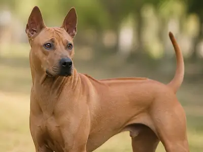 Thai Ridgeback Dog犬
