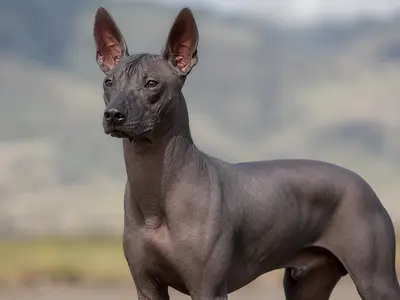 Xoloitzcuintle犬