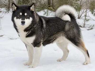 Yakutian Laika犬