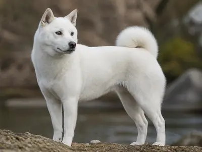 纪州犬