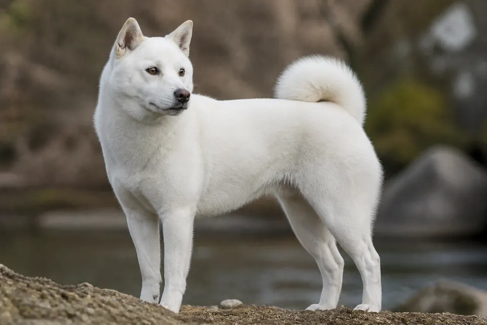 纪州犬 · 正面