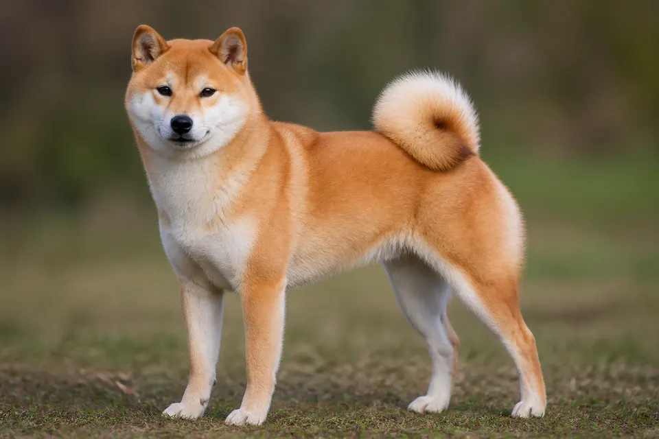 柴犬 · 正面